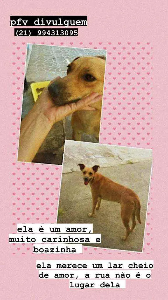 Cachorro ra a SRD idade 1 ano nome Nikita