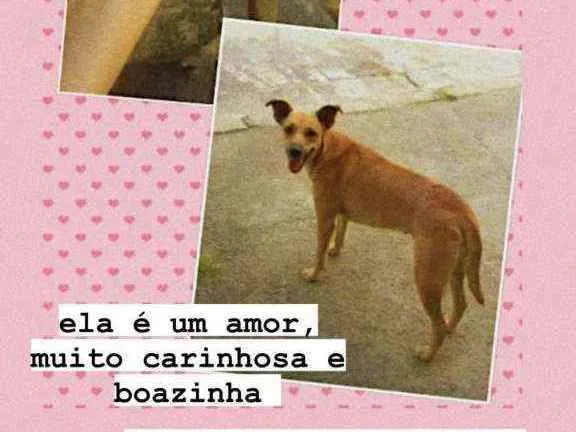 Cachorro ra a SRD idade 1 ano nome Nikita