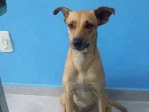 Cachorro raça SRD idade 1 ano nome Nikita