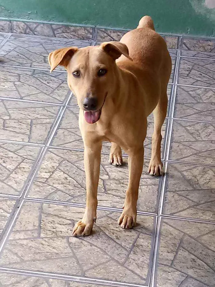 Cachorro ra a Labrador idade 4 anos nome Muriel