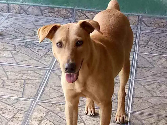 Cachorro ra a Labrador idade 4 anos nome Muriel