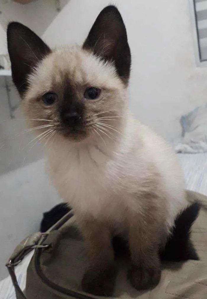 Gato raça RND idade 2 a 6 meses nome amora