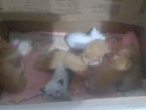 Gato raça Rnd idade Abaixo de 2 meses nome Sem nome