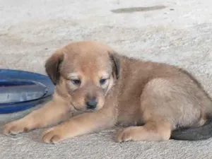 Cachorro raça VIRA LATA idade Abaixo de 2 meses nome  A ESCOLHER