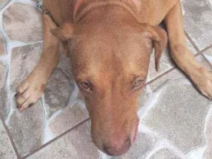 Cachorro raça Mestiça vira-lata com pibul  idade 4 anos nome Leonna