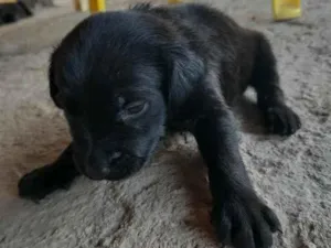 Cachorro raça VIRA LATA idade Abaixo de 2 meses nome  A ESCOLHER
