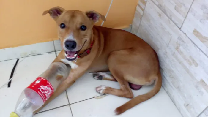 Cachorro ra a Vira Lata idade 2 anos nome Bobby