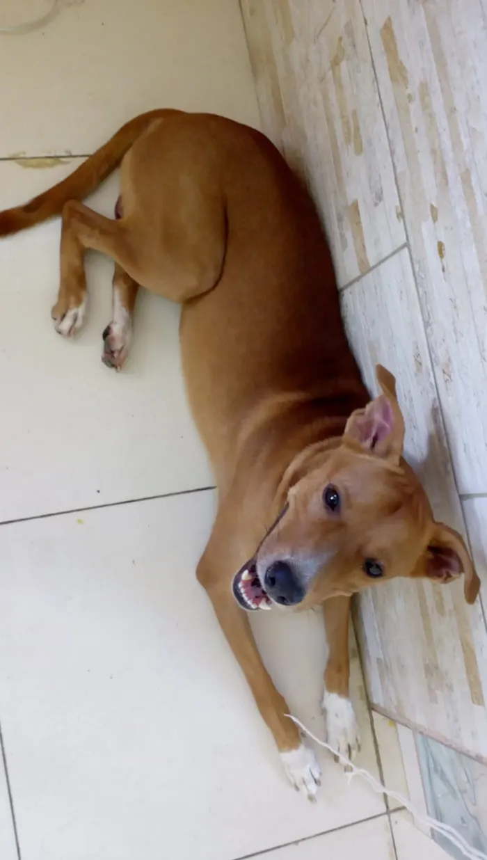 Cachorro ra a Vira Lata idade 2 anos nome Bobby