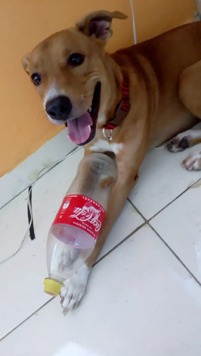 Cachorro ra a Vira Lata idade 2 anos nome Bobby