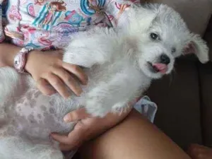 Cachorro raça Vira-lata com poodle idade 2 a 6 meses nome Monalisa
