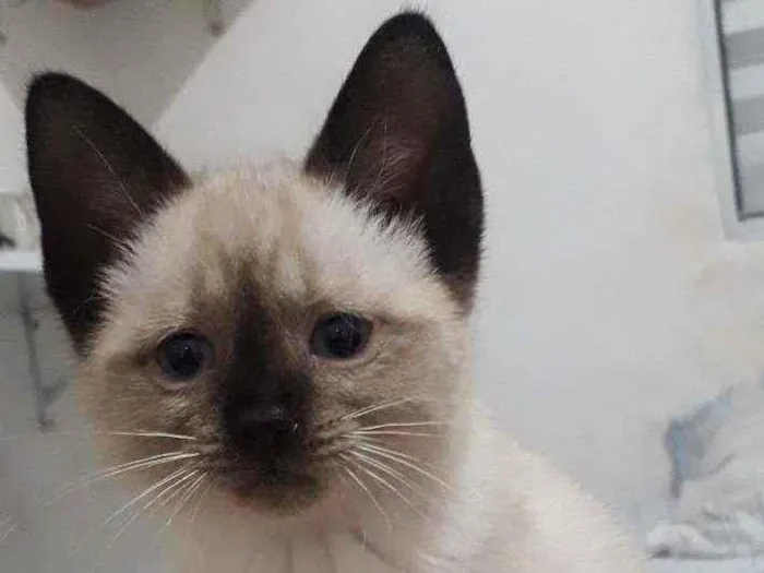 Gato raça RND idade 2 a 6 meses nome amora