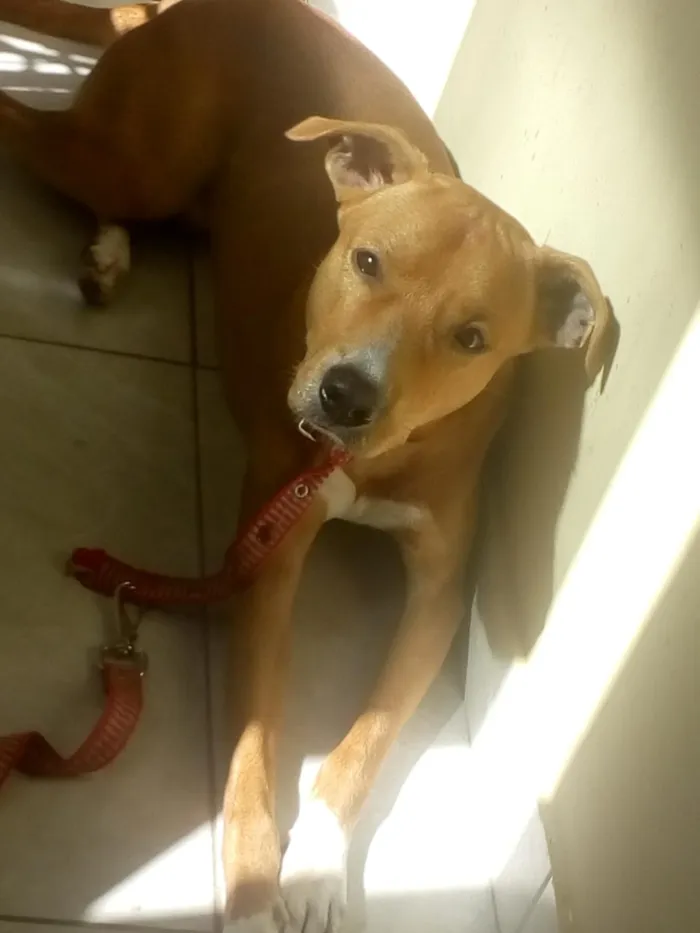 Cachorro ra a Vira Lata idade 2 anos nome Bobby