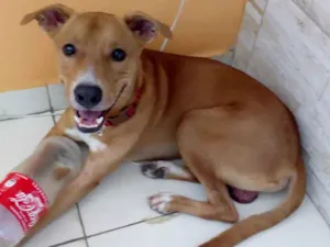 Cachorro raça Vira Lata idade 2 anos nome Bobby
