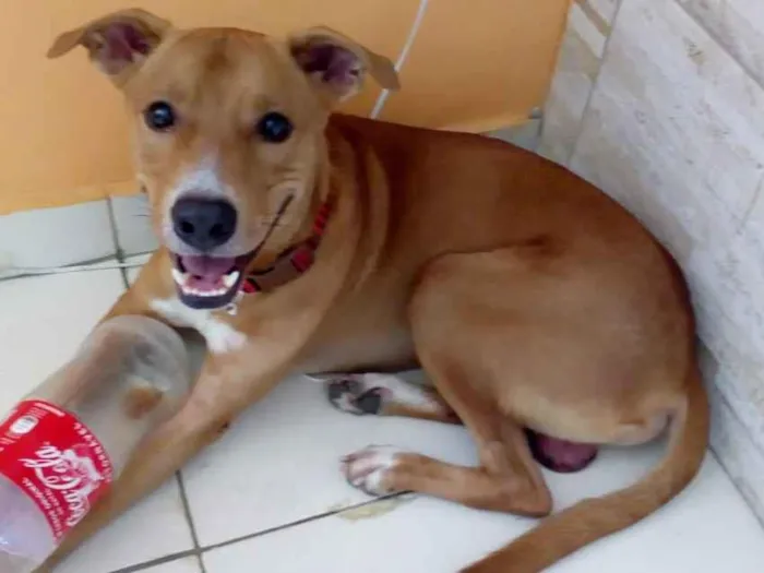 Cachorro ra a Vira Lata idade 2 anos nome Bobby