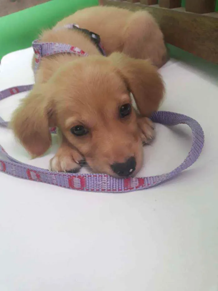 Cachorro ra a SRD idade 2 a 6 meses nome Sol