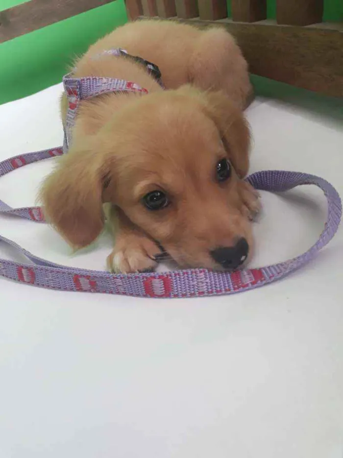 Cachorro ra a SRD idade 2 a 6 meses nome Sol
