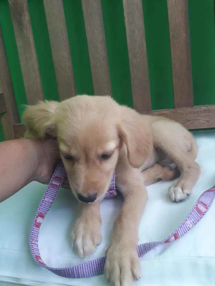 Cachorro ra a SRD idade 2 a 6 meses nome Sol