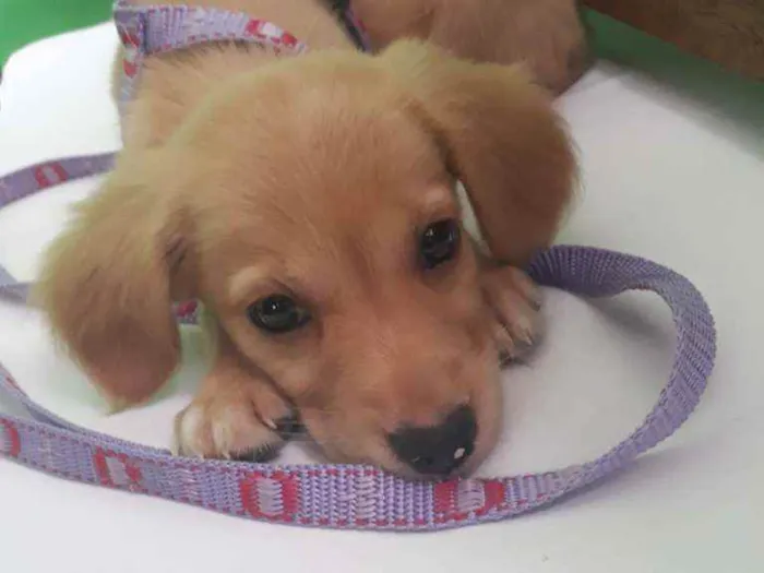 Cachorro ra a SRD idade 2 a 6 meses nome Sol