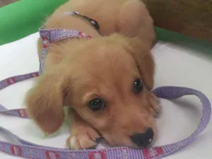 Cachorro raça SRD idade 2 a 6 meses nome Sol