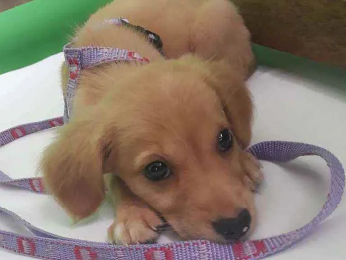 Cachorro ra a SRD idade 2 a 6 meses nome Sol