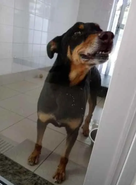 Cachorro raça Vira lata  idade 6 ou mais anos nome Cicareli