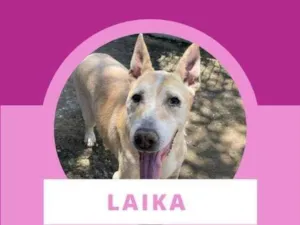 Cachorro raça  idade 6 ou mais anos nome Laika