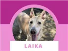 Cachorro raça  idade 6 ou mais anos nome Laika