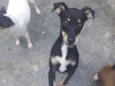 Cachorro raça SRD-ViraLata idade 2 a 6 meses nome NIkita