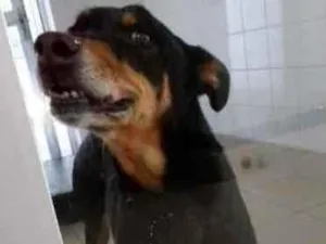 Cachorro raça Vira lata  idade 6 ou mais anos nome Cicareli