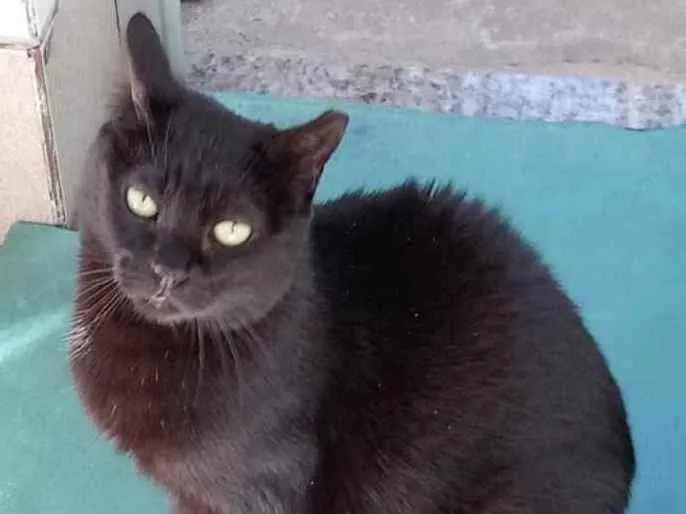 Gato raça Vira lata  idade 4 anos nome Cuca