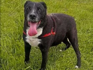 Cachorro raça  idade 6 ou mais anos nome Thor