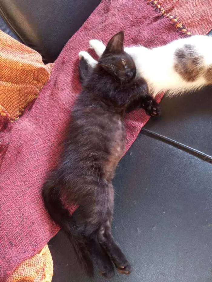 Gato ra a  idade 2 a 6 meses nome .