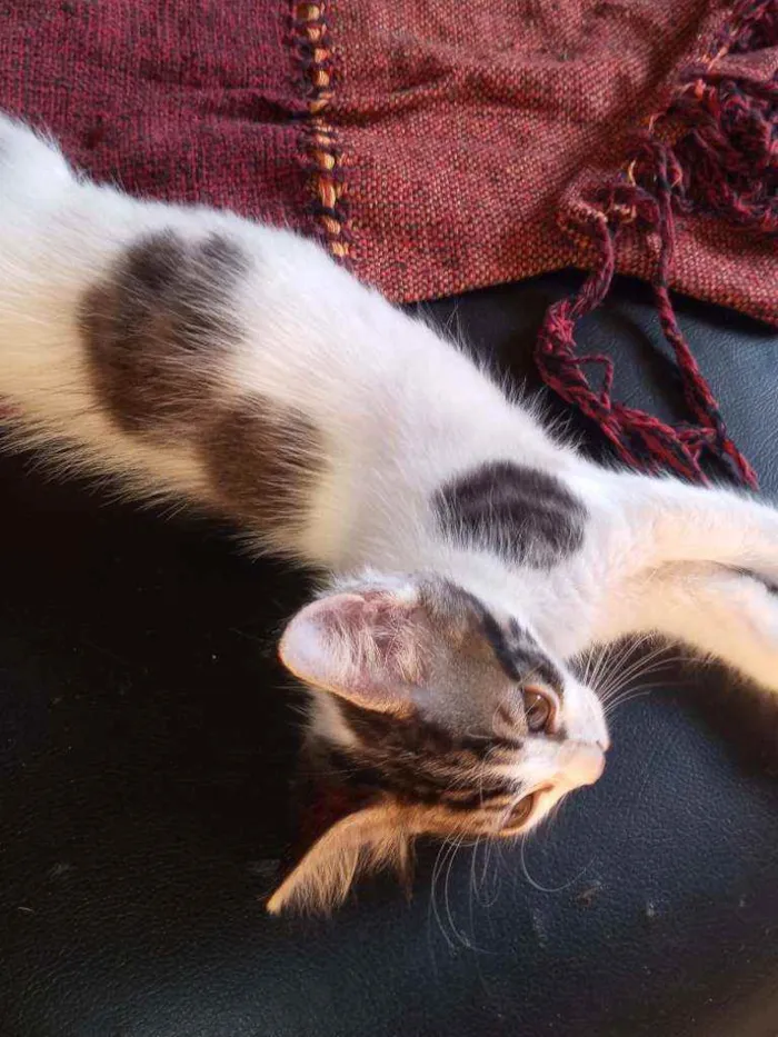 Gato ra a  idade 2 a 6 meses nome .