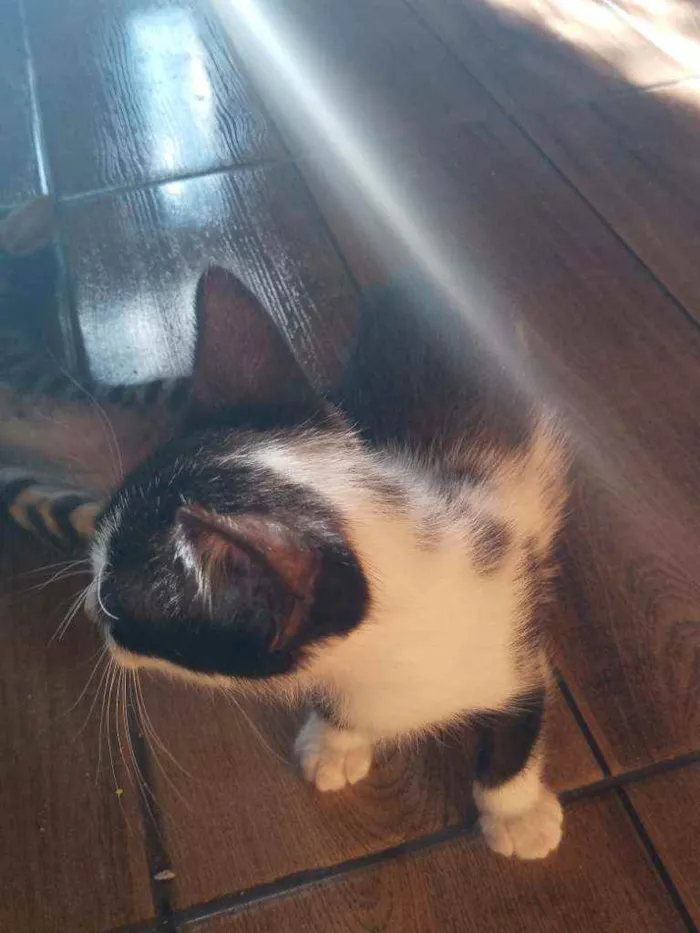 Gato ra a  idade 2 a 6 meses nome .