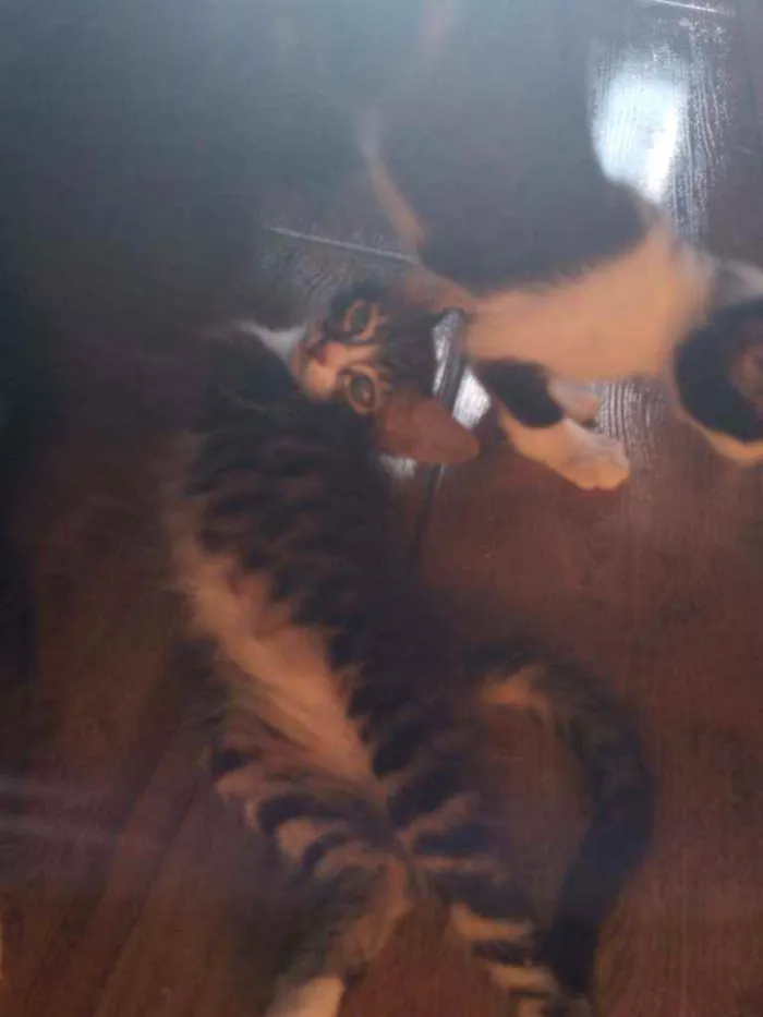 Gato ra a  idade 2 a 6 meses nome .