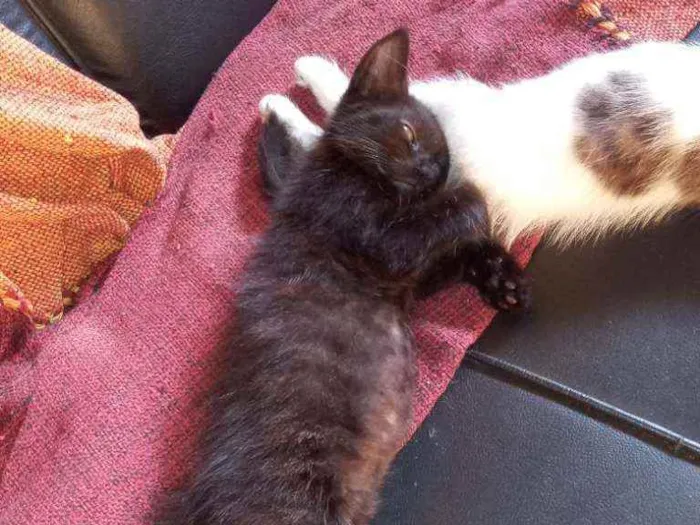 Gato ra a  idade 2 a 6 meses nome .