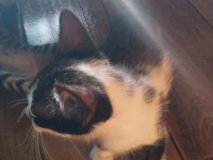Gato raça  idade 2 a 6 meses nome .