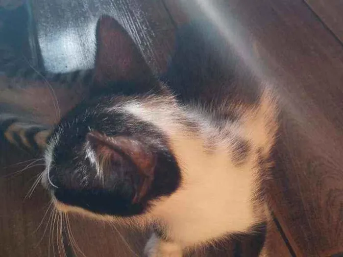 Gato ra a  idade 2 a 6 meses nome .