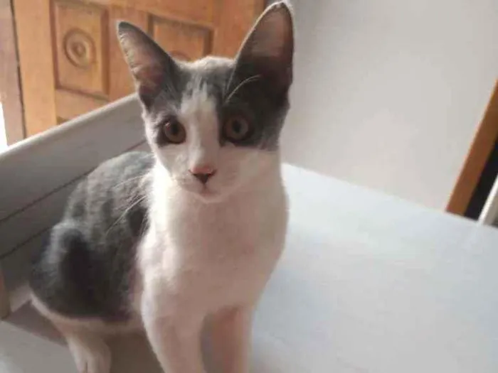 Gato ra a Não sei  idade 2 a 6 meses nome Sem nome achei na ru