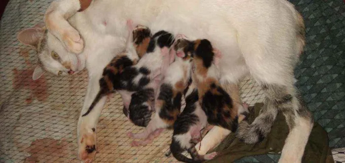 Gato ra a Nenhuma idade Abaixo de 2 meses nome Gatinhos filhotes re