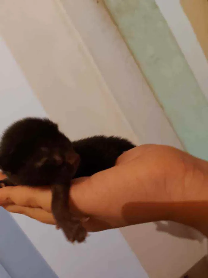 Gato ra a Sem raça definida idade Abaixo de 2 meses nome Sem nome