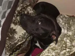 Cachorro raça Mistura  idade 7 a 11 meses nome Thor 