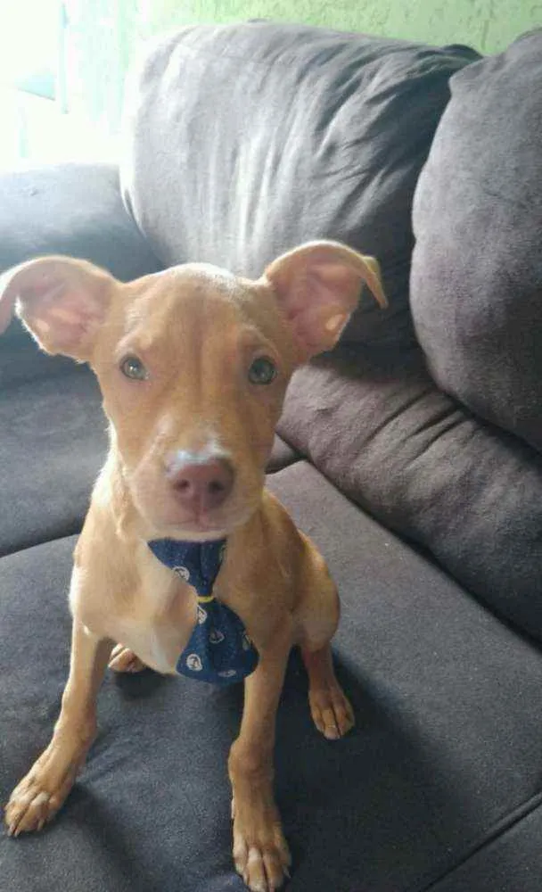 Cachorro ra a  idade Abaixo de 2 meses nome Caramelo