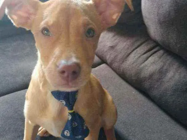 Cachorro ra a  idade Abaixo de 2 meses nome Caramelo