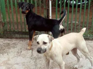 Cachorro raça Misturada pit bul e rotvailler idade 1 ano nome Perola