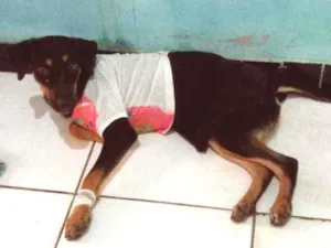 Cachorro raça Misturada idade 7 a 11 meses nome Niclçoly