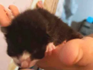 Gato raça Sem raça definida idade Abaixo de 2 meses nome Sem nome