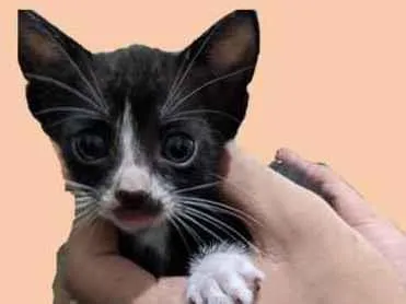 Gato ra a Vira-lata idade Abaixo de 2 meses nome Bigode