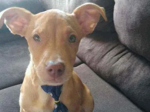 Cachorro ra a  idade Abaixo de 2 meses nome Caramelo