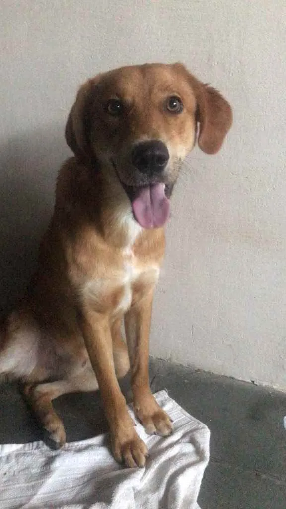 Cachorro ra a Viralata idade 7 a 11 meses nome Não sei